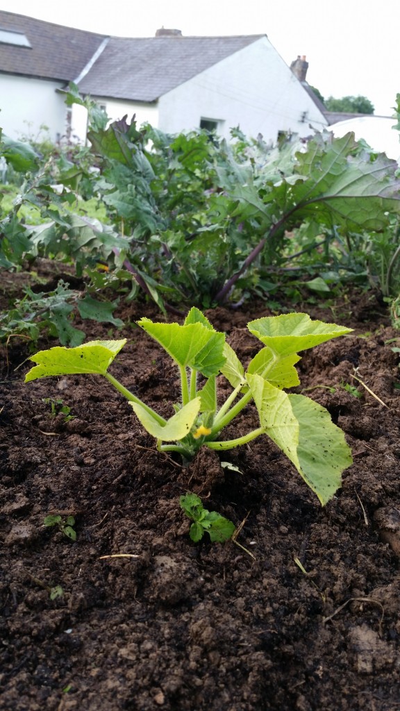 Squash, EthicalChef, Project Grow